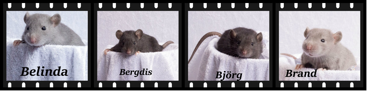 collageisfbkullbebisar